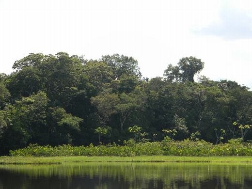 
	
	Trong các khu rừng nổi, nhà nghiên cứu sinh thái Carolina Freitas thuộc Trung tâm nghiên cứu tự nhiên Brazil cho biết đây chính là nơi khởi nguồn của các cây thủy sinh và bán thủy sinh phân hủy. Bà biết đến những hòn đảo nổi này lần đầu tiên khi đang khám phá khu bảo tồn Piagaçu-Purus. 
