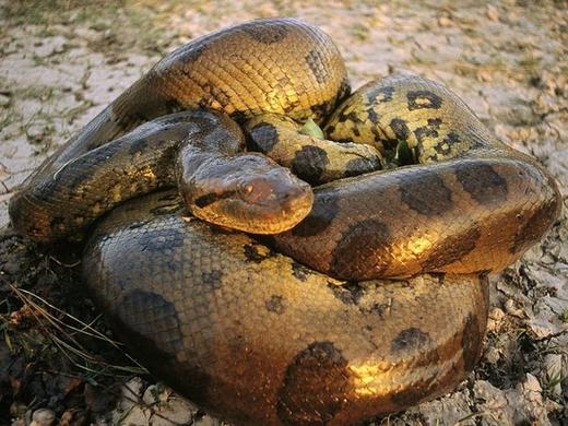 
	
	Ở khu này có tồn tại một quái vật đáng sợ, đó là trăn Anaconda - một loài trăn khổng lồ thường sống ở lưu vực sông Amazon. 