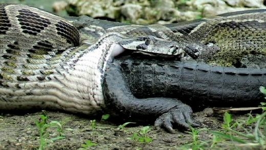 
	
	Theo mô tả, trăn Anaconda sau khi “tóm” được con mồi sẽ cuộn chặt và nuốt chửng. Cá sấu khổng lồ là món ăn mà loài trăn này ưa thích. Sau khi ăn được con mồi khổng lồ, trăn Anaconda có thể “nghỉ ngơi” vài tháng, thậm chí là cả năm để tiêu hóa hết con mồi.