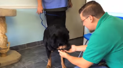 
	
	Joshua đã đến bệnh viện thú vật Tamiami để chờ đợi Duke sau khi chú chó cưng của mình bị bắt mất đi vào 8 năm trước. Trên người của Duke có một vi mạch định dạng, cho nên việc nhận dạng Duke không gặp bất cứ khó khăn gì.