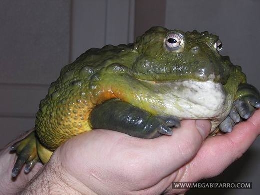 
	
	Ếch yêu tinh còn có tên gọi khác nữa là Bullfrog, sở hữu kích thước cực lớn, lớn nhất trong các loài ếch tồn tại trên Trái đất hiện nay.