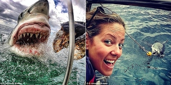 
	
	Khi đến đảo Mossel, du khách có thể ngắm cá mập do HLV Amanda Brewer (phải) thuần hóa ở khoảng cách chỉ vài mét. Amanda đang cho “quái vật” khổng lồ ăn từ trên tàu. 