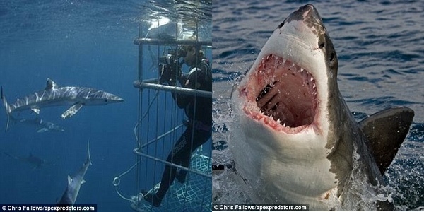 
	
	Chris Fallows, chủ sở hữu của Apex Shark Expeditions cùng với vợ mình Monique trong một tập đặc biệt của chương trình National Geographic có tên JAWS tại đảo False năm 1999, cùng với Peter Benchley.