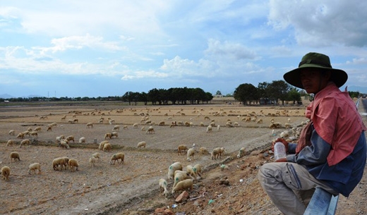 
	
	Người nông dân phải chăn cừu trong điều kiện nắng nóng chết người