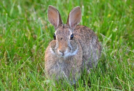 
	
	Vào khoảng những năm 1800, đã có 24 con thỏ được thả vào môi trường tự nhiên ở Úc, và chỉ trong vài thập kỷ qua, chúng đã giao phối và sinh sản đến hơn… 10 tỉ thế hệ con cháu.