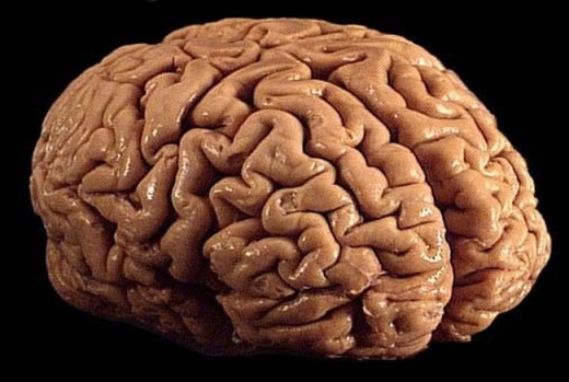 
	
	Bộ não của ban chỉ sử dụng 20% lượng calo và ôxy trong cơ thể bạn.
