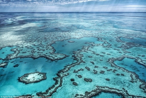 
	
	Để có được bức ảnh sắc nét của rạn san hô Great Barrier này, nhiếp ảnh gia Ingrid Teda đã phải bay đến đảo Hamilton xinh đẹp.