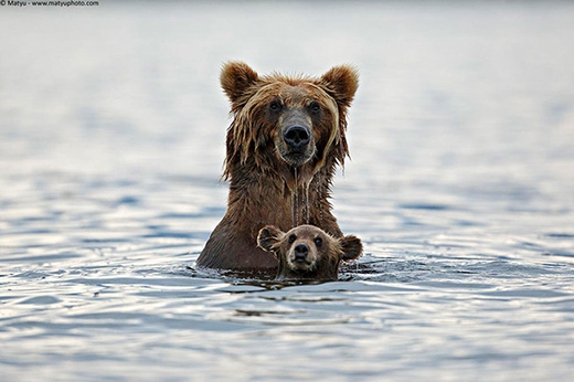 
	
	“Gấu mẹ vĩ đại” đang tập bơi cho gấu con.