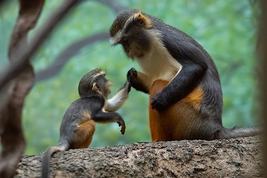
	
	Chú khỉ này đang “dạy dỗ” khỉ con về những gì có thể ăn được trong rừng.
