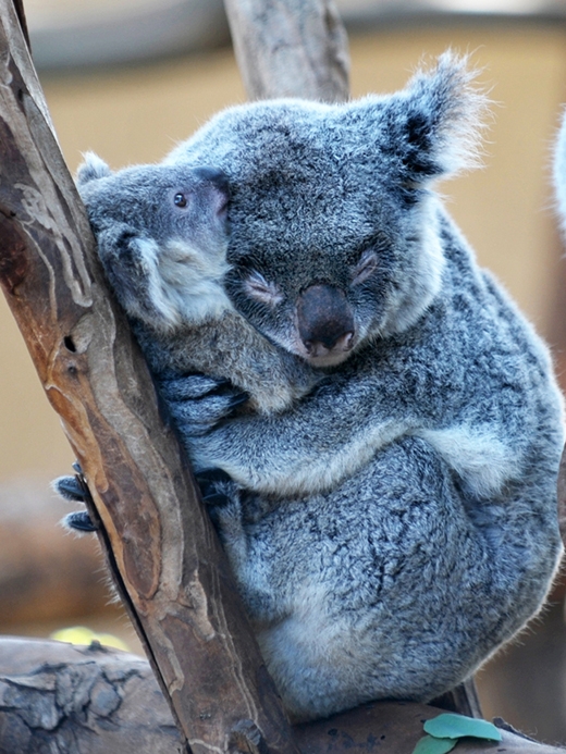 
	
	Bạn cảm nhận được “sức mạnh của cái ôm” qua hình ảnh thân thương của gia đình Koala này không?