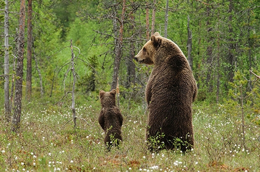 
	
	Gấu cha đang dạy cho con mình cách đứng để có được tầm nhìn rộng hơn.
