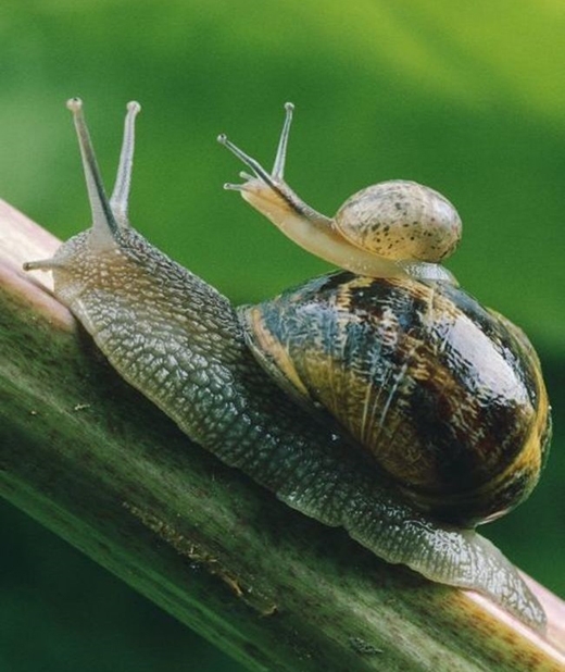 
	
	Cũng giống những loài động vật sống trên cây, loài ốc luôn mang theo con trên chiếc vỏ chắc chắn của chúng.
