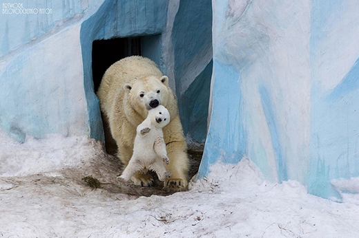 
	
	Gấu con được làm quen dần với cái lạnh giá ở Bắc Cực.