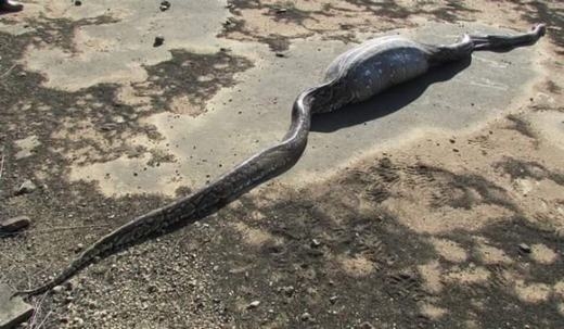
	
	Con trăn đã bị chết trên một con đường ở Nam Phi, bên cạnh là một hồ nước lớn. Có vẻ như con trăn đã ăn một con vật khác trước khi chết bởi cái bụng phình to hơn bình thường. Hình ảnh được chụp vào 20/6 vừa qua.
