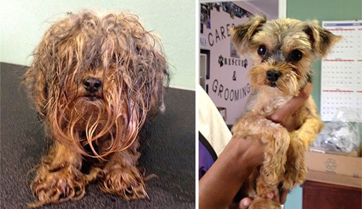 
	
	Chú chó Boo được tìm thấy trên đường phố trong tình trạng ẩm ướt và có mùi khó chịu. Sau khi được “giải cứu”, chó Boo trở nên gọn gàng hơn.