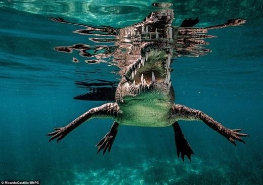
	
	Nhiếp ảnh gia đó có tên là Ricardo Castillo, 39 tuổi. Ông đã lặn xuống ngoài khơi bờ biển Cuba với hy vọng sẽ bắt gặp và ghi lại những hình ảnh về cá mập. Tuy nhiên, khi chưa gặp được cá mập thì ông lại phải đối mặt với một quái vật khác, đó là cá sấu khổng lồ.