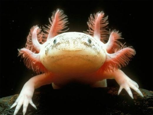 
	
	Theo đó, loài kì giông này có tên là Axolotl, nó còn được biết đến với một cái tên khác là “cá biết đi” hoặc “quái vật dưới nước”, có nguồn gốc tại Mexico. Dù đã được phát hiện từ năm 2010 nhưng đây là lần hiếm hoi Axolotl có mặt tại Việt Nam.
