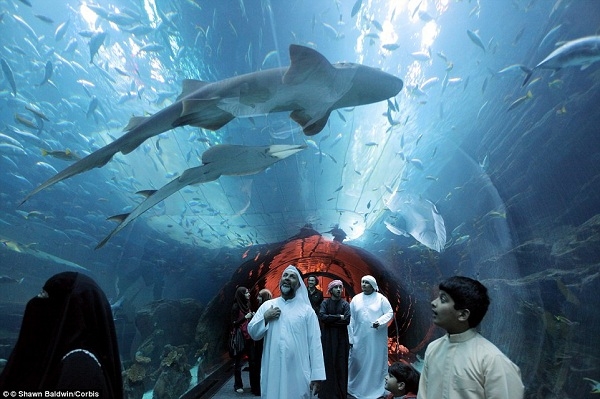 
	
	Ở khu vực của Dubai Mall là một đường hầm cá mập siêu ấn tượng.