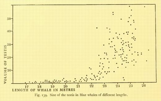 
	
	…và xuất gần 19 lít tinh dịch trong mỗi lần giao phối. Biểu đồ này cho thấy tinh hoàn cá voi xanh chứa lượng tinh dịch lớn nhất với gần 114 lít.