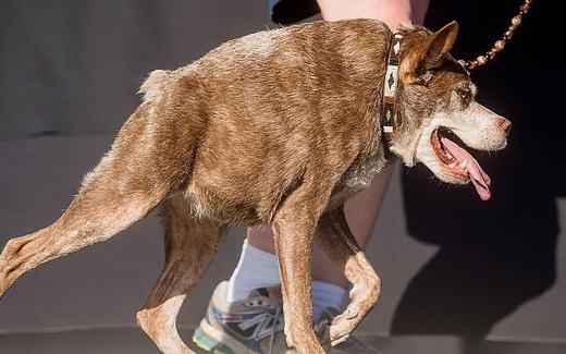 
	
	Cuộc thi đã thu hút khá nhiều chú chó trên khắp thế giới, nhiều nhất ở nước Mỹ. Các bang xa xôi như Florida, Idaho, Nevada và Arizona cũng đã dẫn các “thí sinh” của mình đến tham dự.