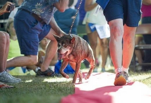 
	
	Cuộc thi “Những chú chó xấu nhất thế giới” được tổ chức đình đám không kém các sự kiện tại Hollywood. Thậm chí, thảm đỏ và ống kính máy ảnh liên tục lia về những chú chó.