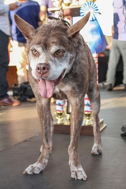 
	
	Với tỉ lệ đầu – thân - đuôi “chả liên quan gì với nhau”, chú chó xấu tệ này đã xuất sắc đạt giải nhất, mang về cho chủ của nó số tiền 1500 USD, tức khoảng 32 triệu đồng.