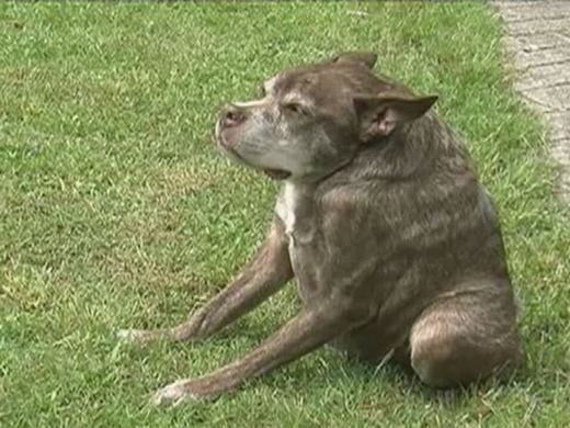 
	
	Năm nay, chú chó có tên là Quasi Modo, 10 năm tuổi, đến từ Loxahatchee, Florida, Mỹ đã vượt qua 26 thí sinh còn lại để trở thành quán quân giải.