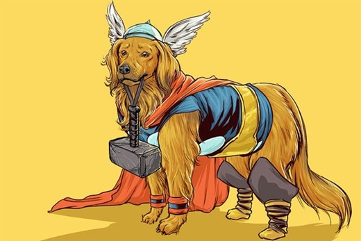 
	
	Thần sấm Thor có bộ lông thiệt mượt mà trong lốt chú chó Golden Retriever