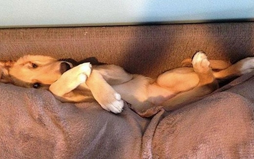 
	
	Nếu thích, những chú chó có thể ngủ mọi lúc mọi nơi.