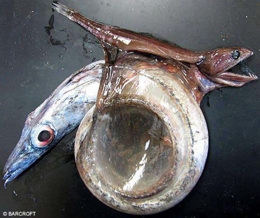 
	
	Một chú cá tham ăn đã phải chịu hậu quả từ chính con mồi của mình.