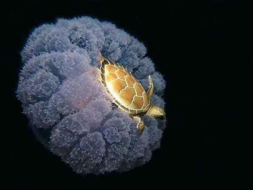 
	
	Một chú rùa vàng nằm gọn trong lòng chú sứa biển.