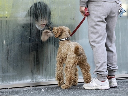 
	
	Nhiếp ảnh gia Yuriko Nakao đã chụp lại khoảnh khắc cô gái đang cố gắng giao tiếp với chú chó của mình thông qua cửa kính của phòng cách li khỏi phóng xạ ở Nihonmatsu, Nhật Bản vào ngày 14/3/2011.