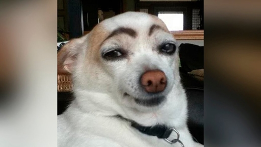 Trang điểm ảnh chó makeup đáng yêu và dễ thương cho thú cưng của bạn