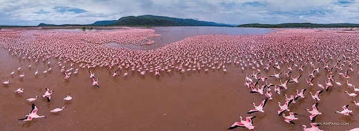 
	
	Những chú hồng hạc lẫn vào nước hồ hồng nhạt tạo nên cảnh quan cực kì thích mắt.