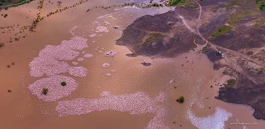 
	
	Tháng 8 là thời điểm chim hồng hạc bắt đầu di cư quanh các hồ ở Kenya. Du khách không nên bỏ lỡ cơ hội chiêm ngưỡng 'vũ khúc hồng hạc' làm say đắm lòng người nơi đây.