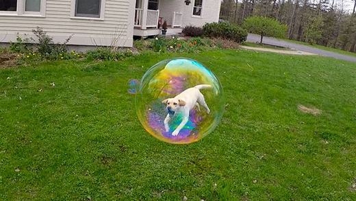 
	
	'Công chúa bong bóng' phiên bản cún!