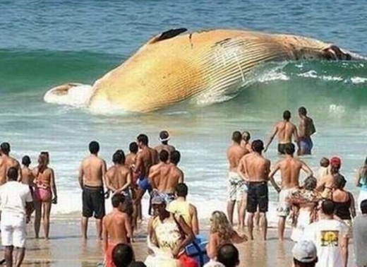 
	
	Mọi người ngỡ ngàng trước xác một chú cá voi trôi dạt vào bờ biển.