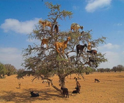 
	
	Dê có thể leo cây giống như mèo đấy!