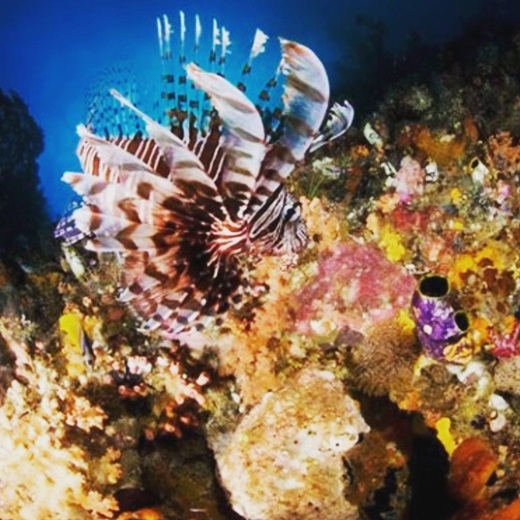 
	
	San hô mang đủ màu sắc sặc sỡ và sinh động là một điểm thu hút của Raja Ampat.