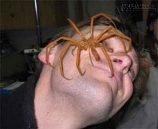 
	
	Bạn sẽ thấy sao nếu một con nhện thế này rơi vào mặt bạn?