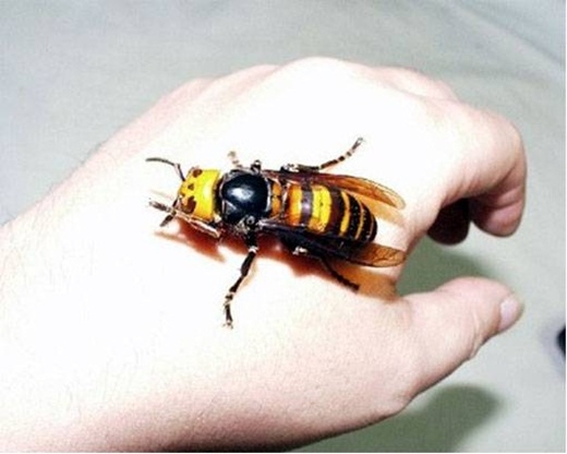 
	
	Nọc độc của ong bắp cày Nhật Bản có thể giết chết nạn nhân trong vòng vài phút.