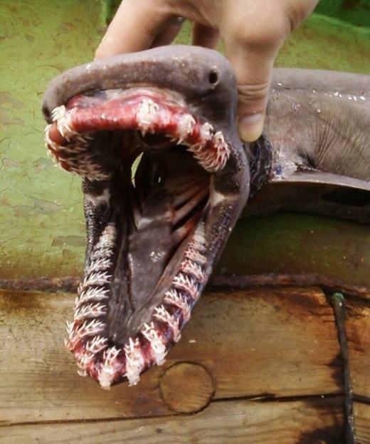 
	
	Trong hình là cá mập thằn lằn, nổi bật với cơ thể đầu rắn, mình lươn quái dị. Đặc biệt, chú cá này còn có “hàm răng thần chết” cực kì dữ tợn. Theo các nhà sinh vật biển, con cá có cấu tạo cơ thể dạng này là để thích nghi với môi trường sống ở độ sâu 1.500 mét.