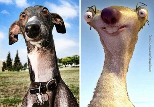 
	
	Một chú chó giống Greyhound trông y xì chú lười Sid trong phim hoạt hình.