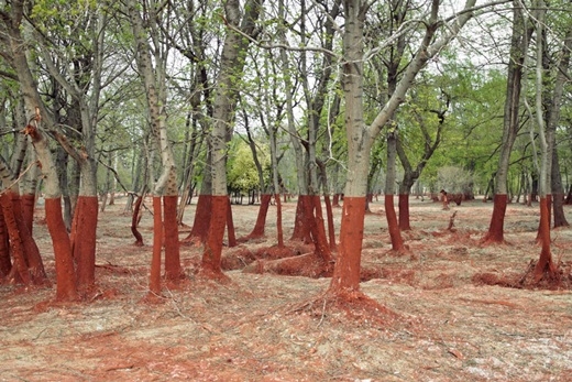 
	
	Sau một vụ tràn chất thải độc hại ra môi trường vào năm 2010 tại Tây Hungary, sắc đỏ của nhôm đã nhuộm một phần khu rừng này.