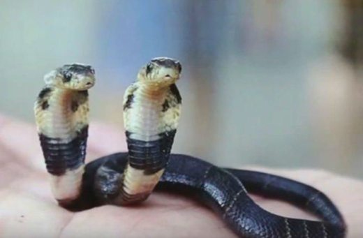 
	
	Đầu tháng 8 vừa qua, một người nông dân tên Huang đã bắt được một con rắn hổ mang 2 đầu tại Trung Quốc. 2 đầu của nó riêng biệt và cử động theo các hướng khác nhau. Hiện con rắn này đang được chăm sóc tại một vườn thú thuộc tỉnh Nam Ninh.