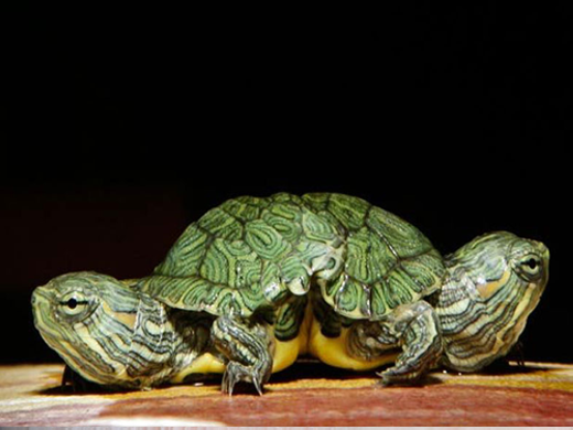 
	
	Còn đây là một số chú rùa khác trên thế giới được phát hiện cũng có 2 đầu.
