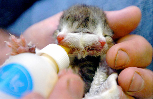 
	
	Một chú mèo 2 đầu bé nhỏ được chào đời tại Úc, nhỏ hơn cả một bàn tay.