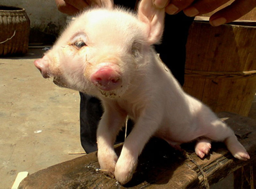 
	
	Trung Quốc từng  ghi nhận một trường hợp lợn 2 đầu ở tỉnh Giang Tây.