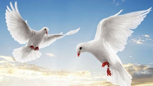 
	
	Chim bồ câu là loài không thể “xì hơi”, vậy nếu ai “cố tình gây chia rẽ nội bộ” thì bồ câu vô can nhé.