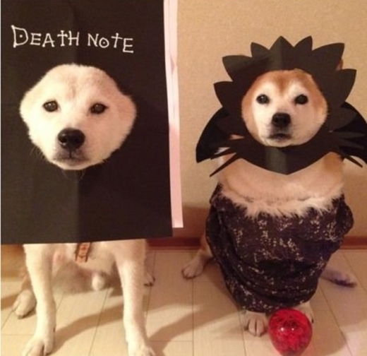 
	
	Tưởng tượng “Quyển sổ thiên mệnh” Death Note rơi vào tay chú chó Shiba này sẽ thế nào nhỉ?